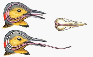 Flicker-Tongue-660x403